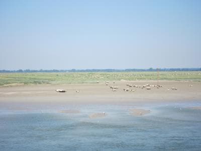 Moutons des prés salés à St Valéry
