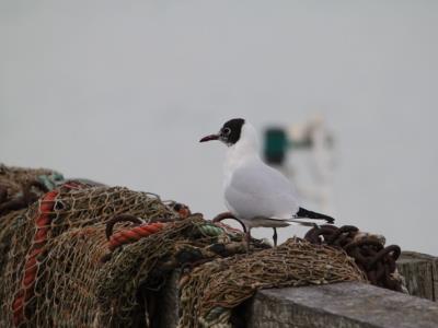 Une mouette rieuse au port du Hourdel